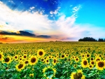 Sunflower Field