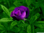Purple Rose