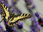 Swallowtail Butterfly