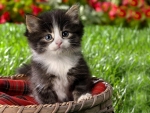 Cute Kitten