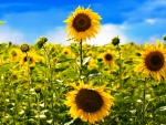 Sunflower Field