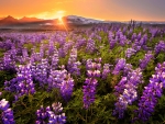 Lupine Flowers Field During Sunset
