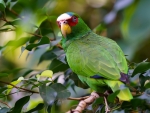 White Fronted Parrot