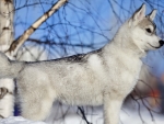 Husky in Winter