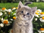 Cute Baby Kitten