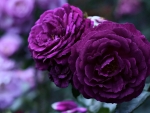 Amazing Purple Roses