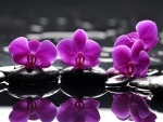 Beautiful Orchids