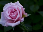 Pink Rose