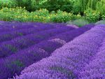 Purple Haze Lavender Farm
