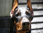 doberman