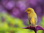 Little Yellow Spring Bird