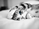 Blue Eyed Kitten