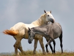 Two Horses