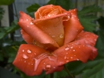 Drops on Orange Rose