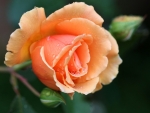 Stunning Orange Rose