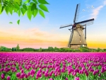 Dutch Windmill and Colorful Tulips
