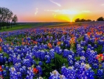 Lupines Field at Sunset