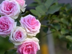 Lovely Pink Roses