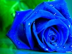 Droplets on Blue Rose