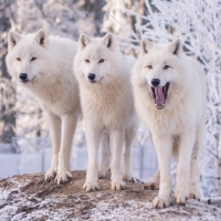 Wolves