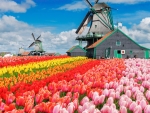 Colorful Dutch Tulips Field