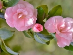 Camellia