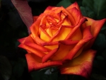 Single Orange Rose