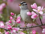 Bird on a Blossom Branch