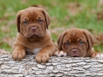 Two Cute Puppies