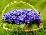 Basket of Spring Flowers