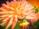 Orange Dahlia