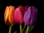 3 dewy tulips
