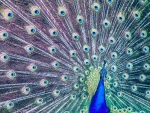 Beauty Peacock
