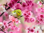 Cute Spring Bird
