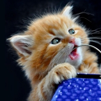 Cute Red Kitten