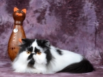 Black and White Persian Cat
