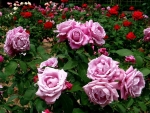 Pink Roses