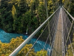 Forest Hanging Bridge