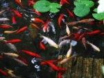 Koi Pond