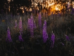 Lupines Sunshine