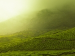 Green Tea Fields