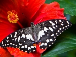 Butterfly on Bright Red Hibiscus