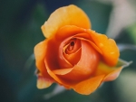 Orange Rose