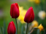 Drops on Red Tulips