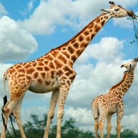 Giraffe Mother And Baby