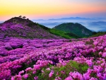 Mountains With Flowers