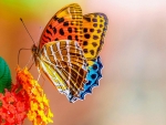 Colorful Butterfly
