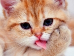 Cute Kitten