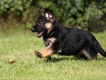 Shepherd Puppy