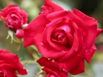 Red Roses
